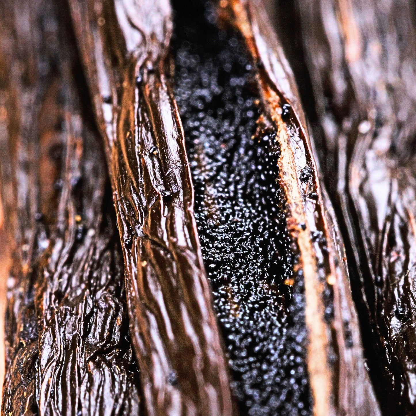 25 Vanilleschoten Grand Cru • Vanillen von Extra Gourmet Qualität • Weiche und Fleischige Schote • Ideal für Backwaren und Küche • Wiederverschließbarer Beutel - Langzeitlagerung • Prestigeauswahl Vanilla Natura