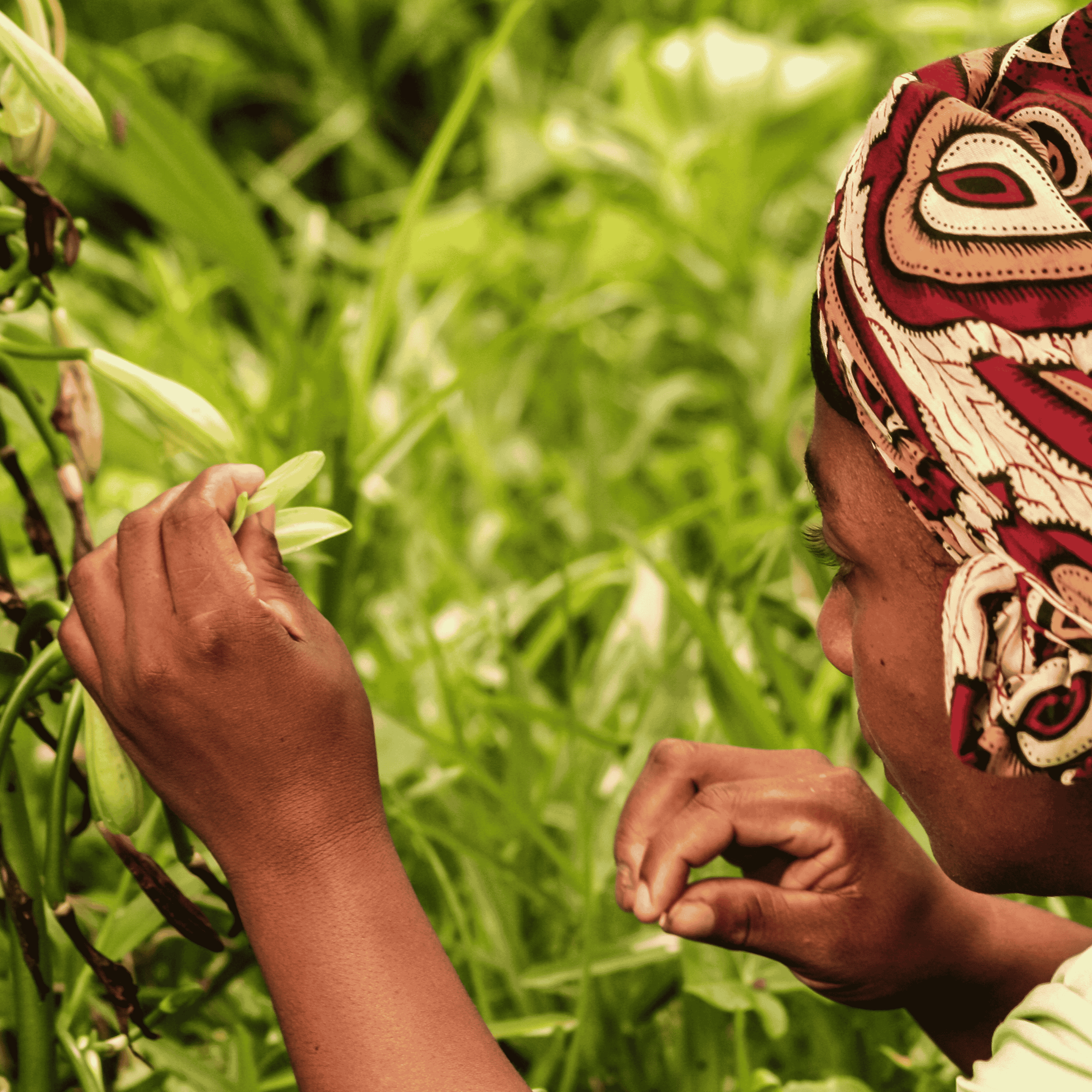 25 gousses de vanille + 25g de poudre de vanille Bourbon de Madagascar 100% gousse moulue • Vanilles en poudre de qualité premium • Longue durée de conservation • Gousse Sélection Prestige de Vanilla Natura