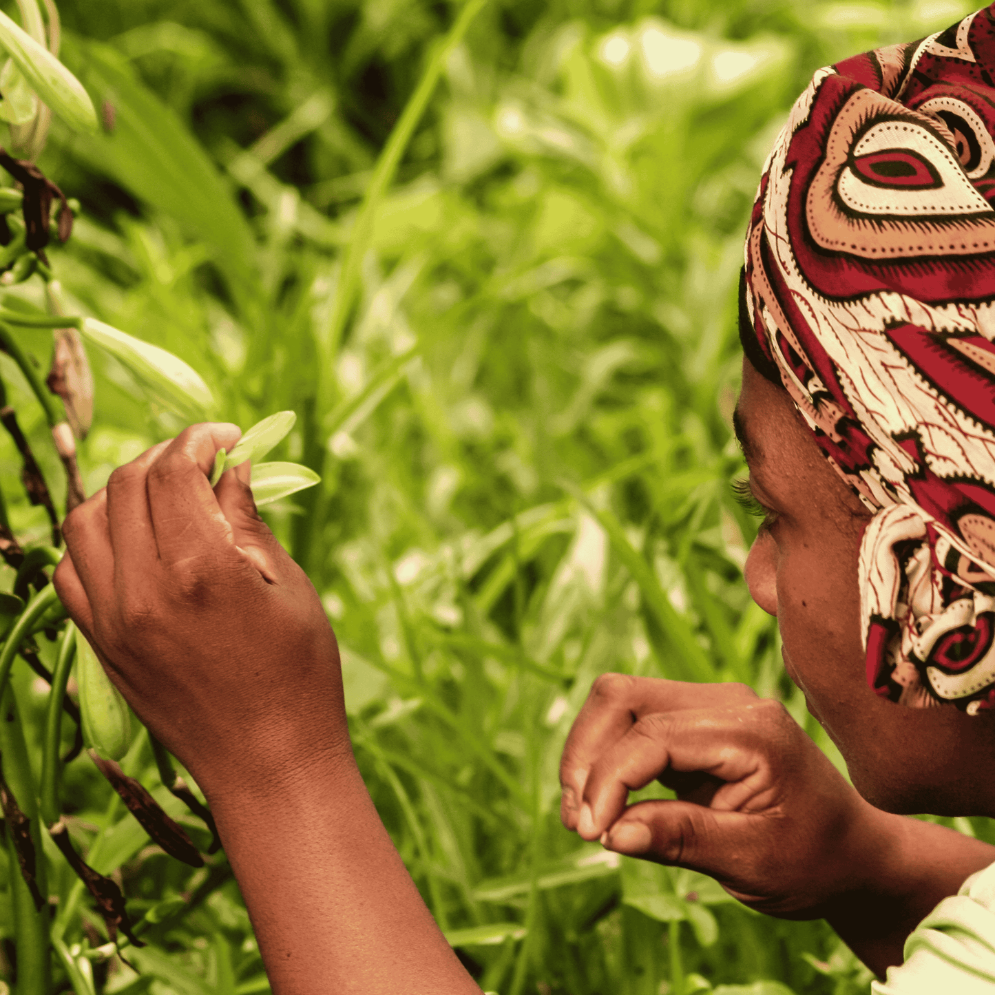 25 gousses de vanille + 25g de poudre de vanille Bourbon de Madagascar 100% gousse moulue • Vanilles en poudre de qualité premium • Longue durée de conservation • Gousse Sélection Prestige de Vanilla Natura