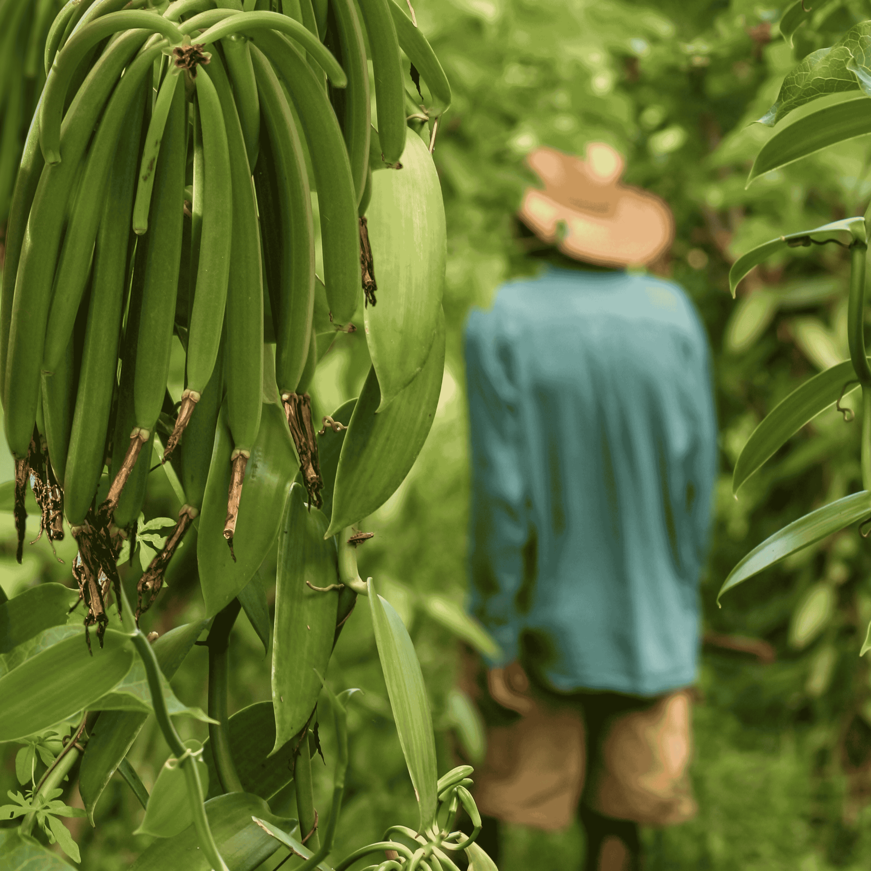 25 gousses de vanille + 25g de poudre de vanille Bourbon de Madagascar 100% gousse moulue • Vanilles en poudre de qualité premium • Longue durée de conservation • Gousse Sélection Prestige de Vanilla Natura
