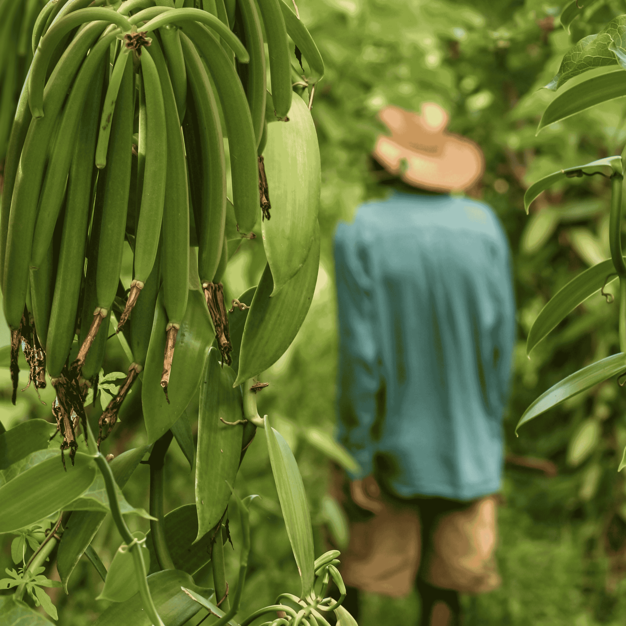 25 gousses de vanille + 25g de poudre de vanille Bourbon de Madagascar 100% gousse moulue • Vanilles en poudre de qualité premium • Longue durée de conservation • Gousse Sélection Prestige de Vanilla Natura
