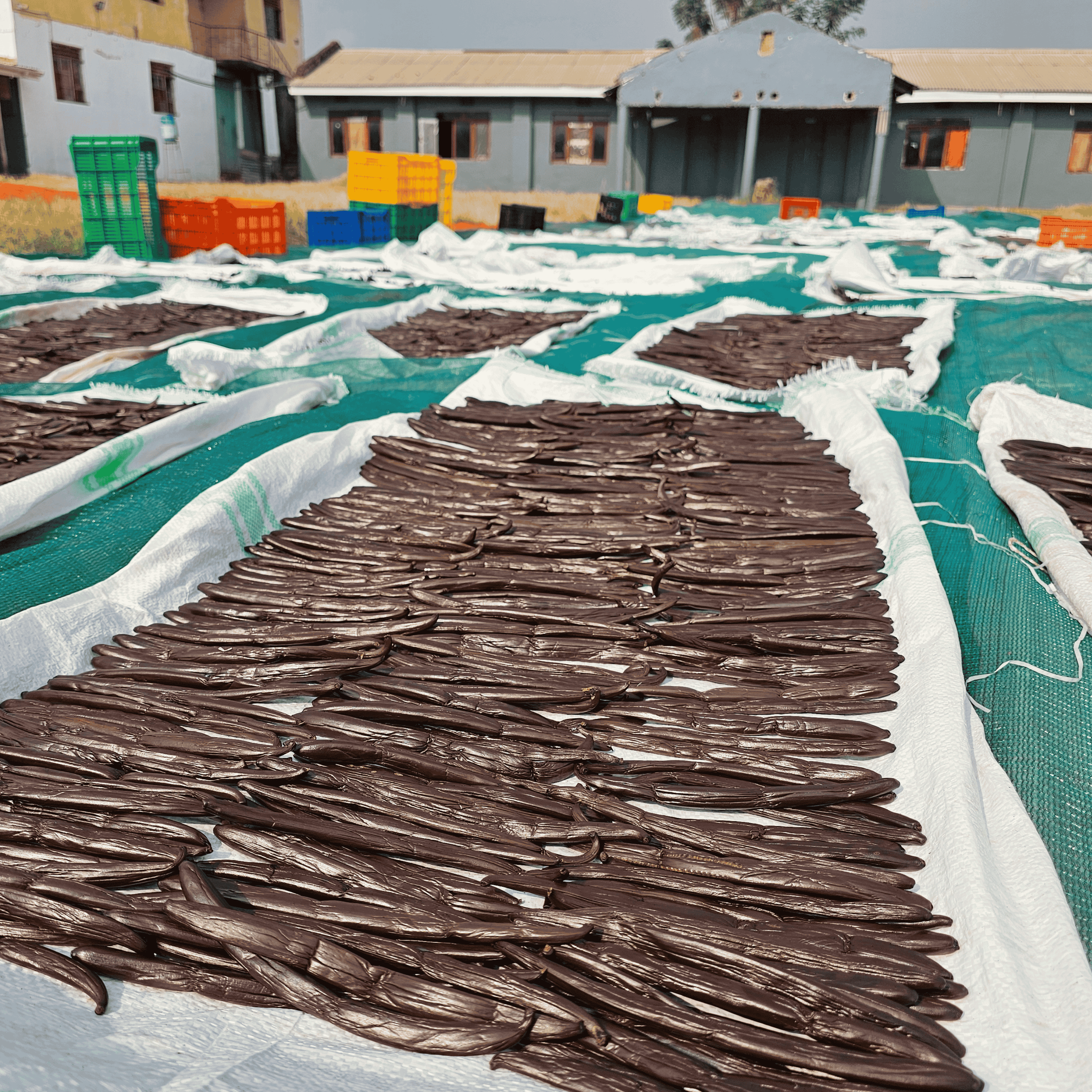 25 gousses de vanille + 25g de poudre de vanille Bourbon de Madagascar 100% gousse moulue • Vanilles en poudre de qualité premium • Longue durée de conservation • Gousse Sélection Prestige de Vanilla Natura